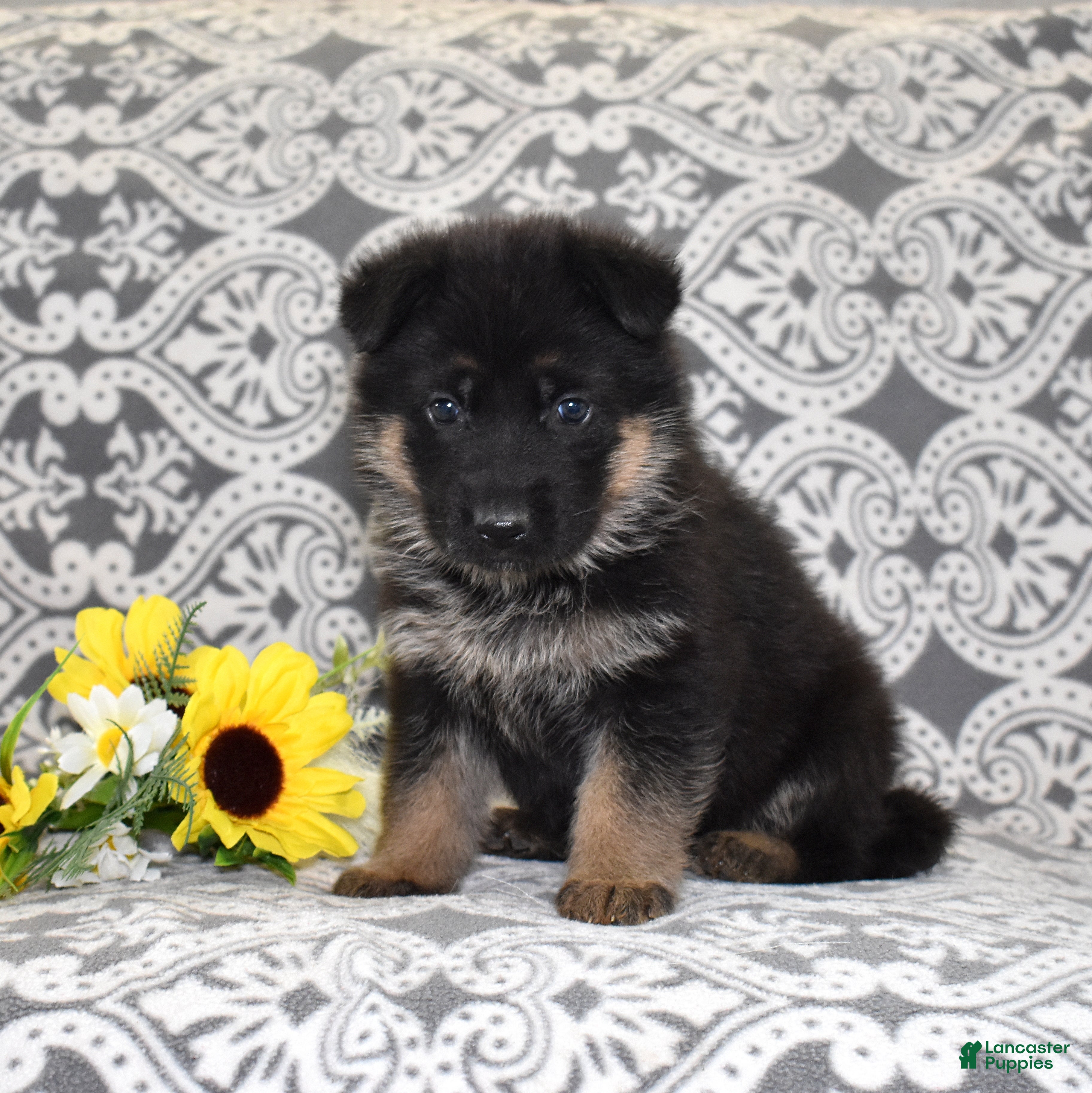 German Shepherd dogs Zara - Ad 2