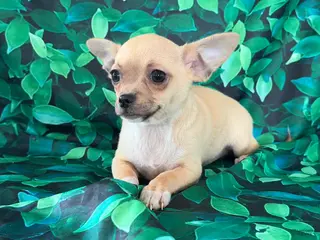 Chihuahua dogs Cody - Ad 20