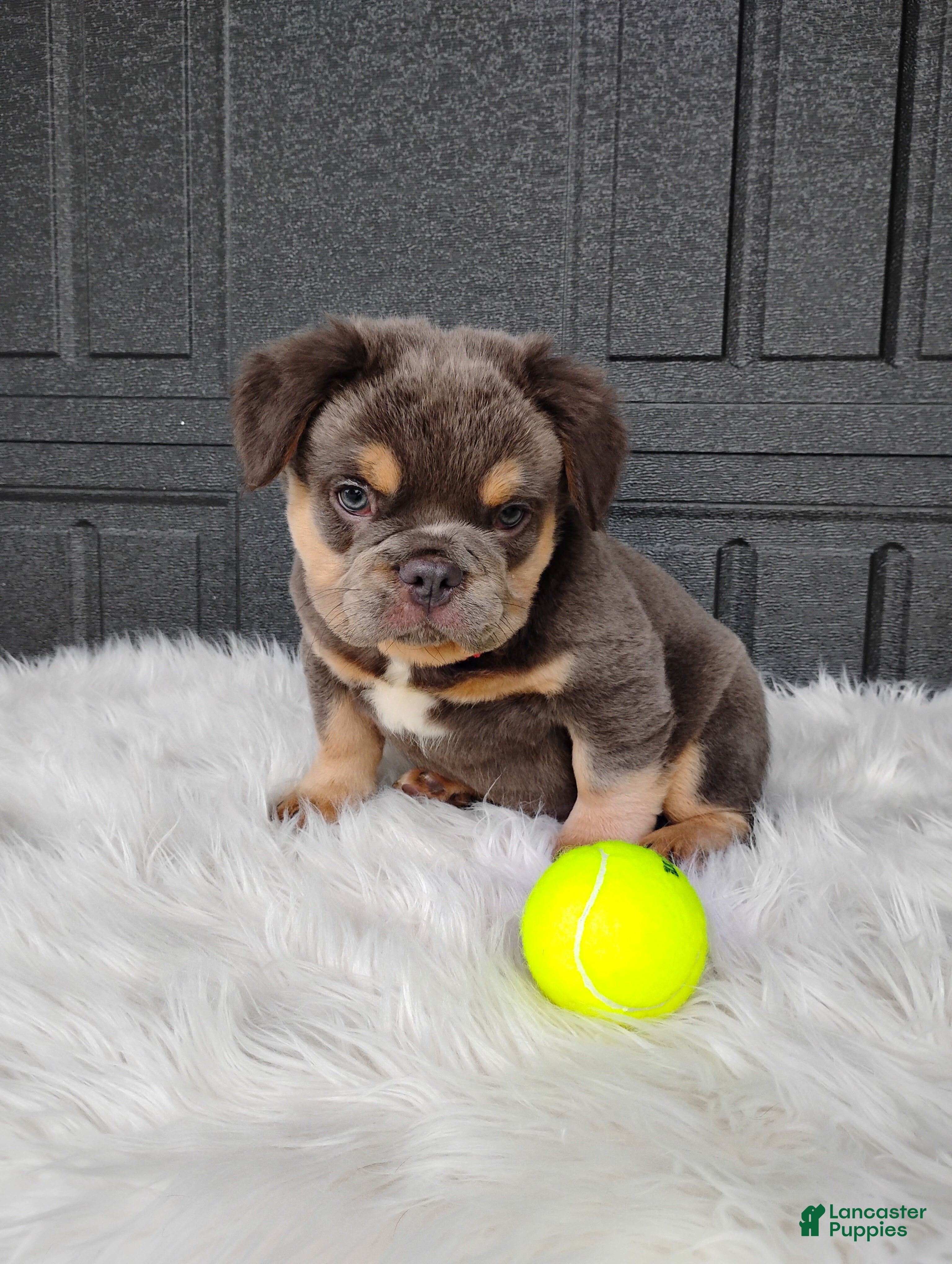 French Bulldog dogs Elvis  - Ad 1