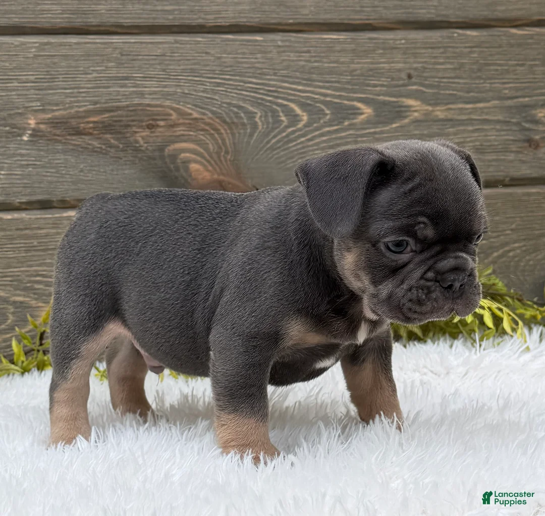 French Bulldog dogs for sale: Tommy - Ad 2