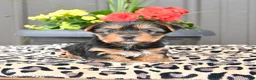 Yorkshire Terrier dogs for sale: Misty - Ad 2