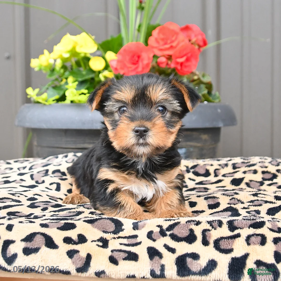 Yorkshire Terrier dogs for sale: Misty - Ad 2