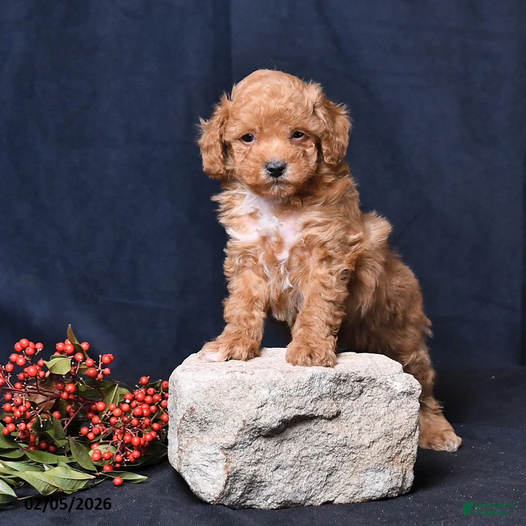 Toy Poodle dogs for sale: Nicholas - Ad 4