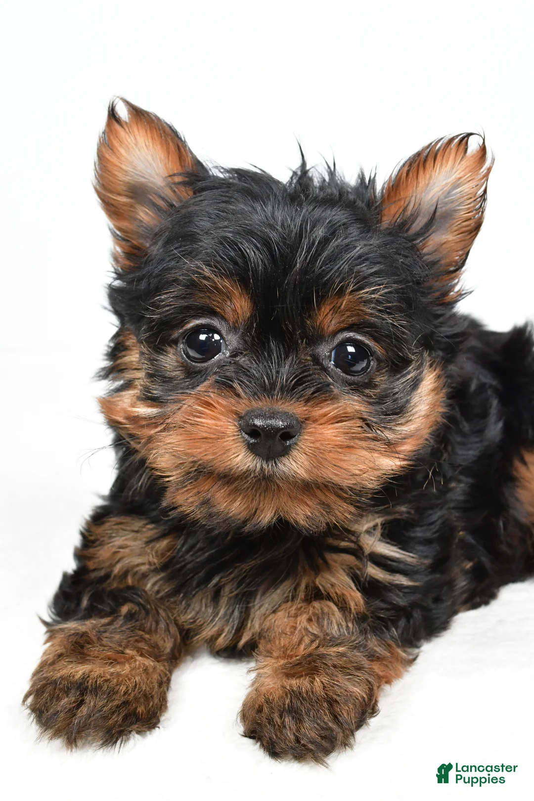 Yorkshire Terrier dogs for sale: Heidi - Ad 5