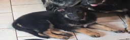 German Shepherd dogs for sale: German Shepherd 1 - Ad 4