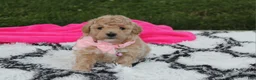 Bichpoo dogs for sale: Aubrey - Ad 16