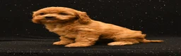 Cavapoo dogs for sale: Nova - Ad 3