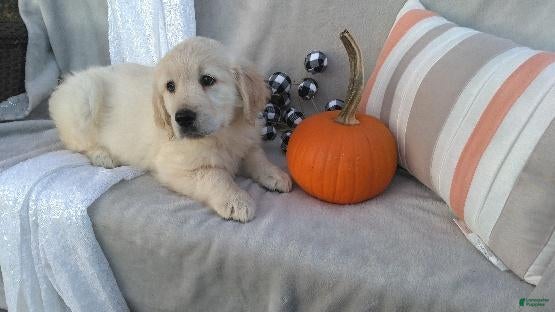 Golden Retriever dogs for sale: Ashely - Ad 2