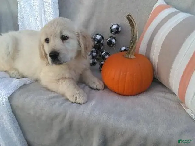 Golden Retriever dogs for sale: Ashely - Ad 2