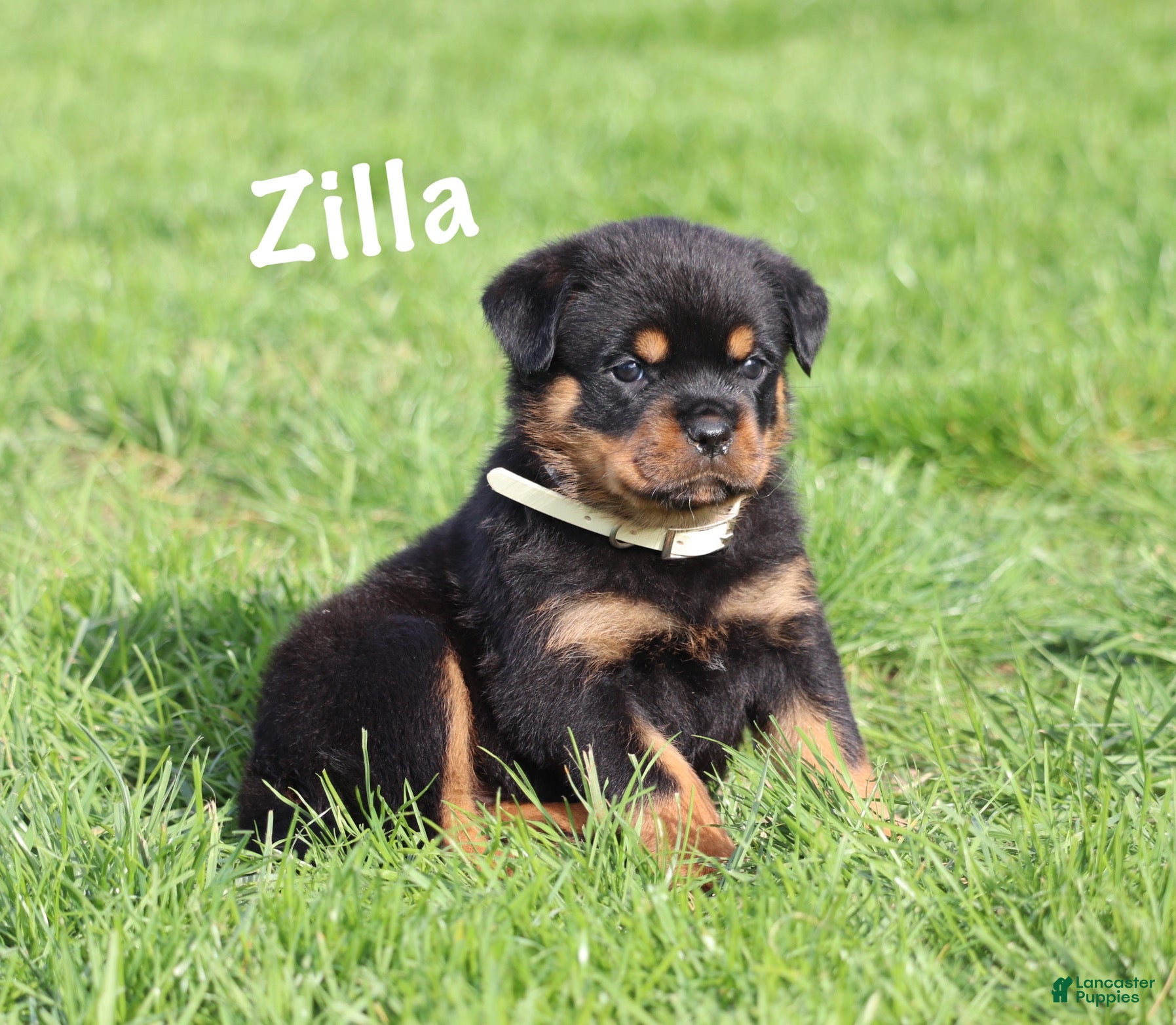 Rottweiler dogs Zilla w LONG TAIL  - Ad 1