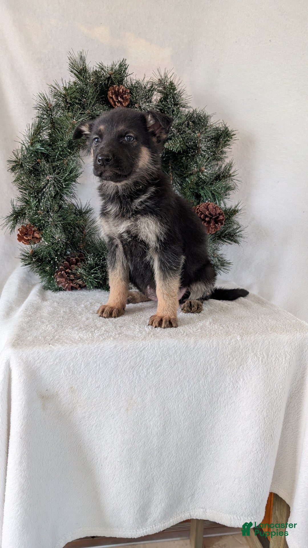 German Shepherd dogs for sale: Marla  - Ad 7