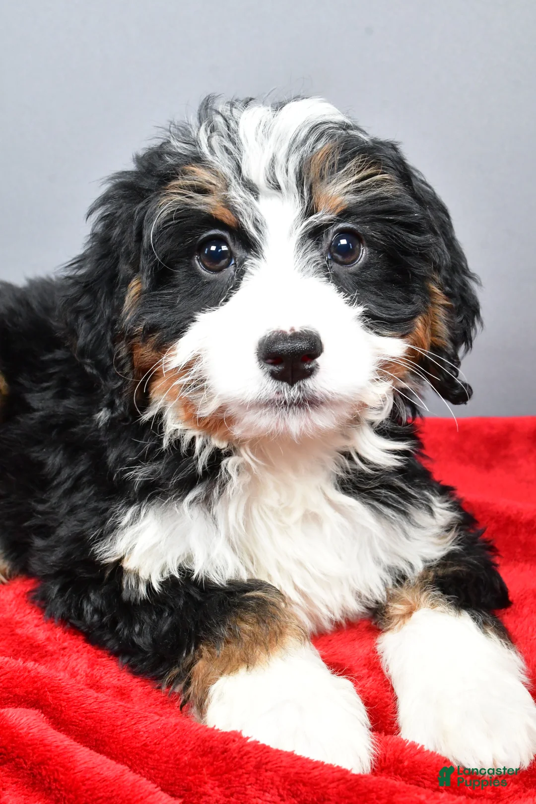 Mini Bernedoodle dogs for sale: Emma - Ad 3