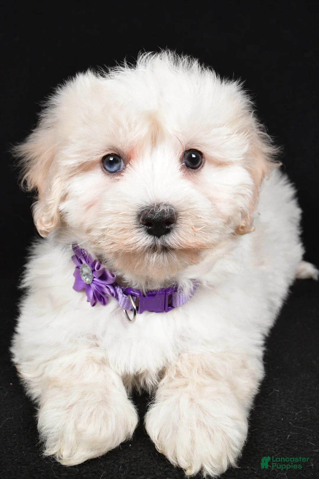 Maltipoo dogs for sale: Hannah - Ad 4