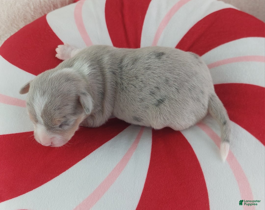 Chihuahua dogs for sale: Pixel - Ad 4