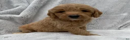 Goldendoodle dogs for sale: Tessa - Ad 5