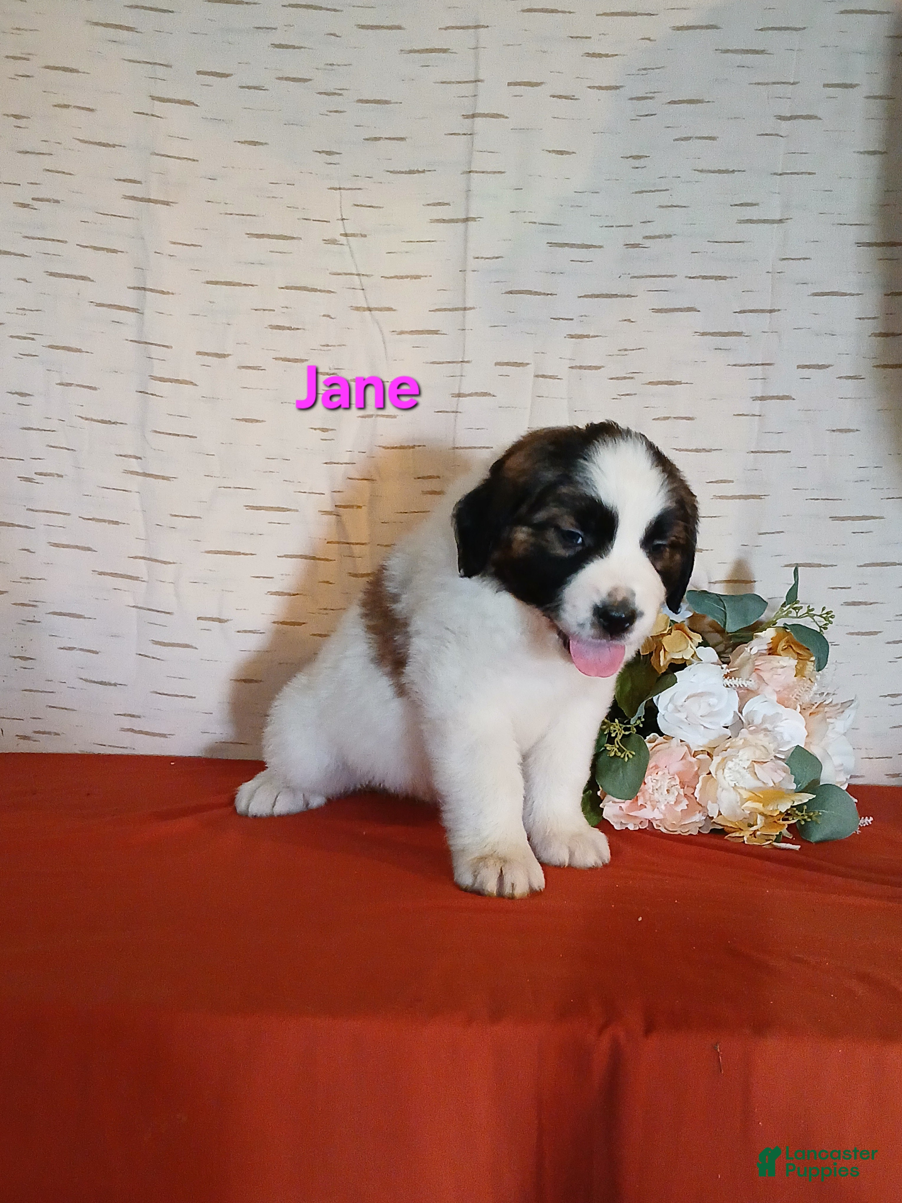 Saint Bernard dogs Jane  - Ad 2