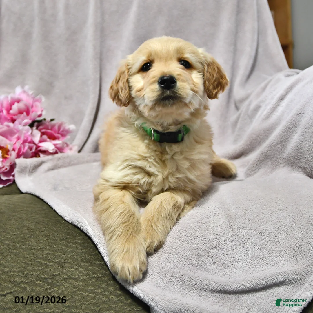 Goldendoodle dogs for sale: Haylee - Ad 4