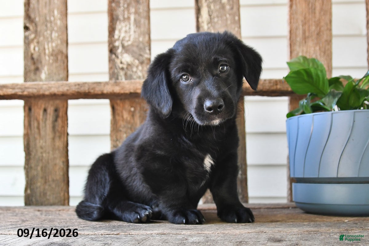 Mixed Breed dogs for sale: Shadow - Ad 4