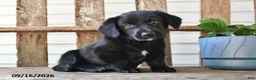 Mixed Breed dogs for sale: Shadow - Ad 1