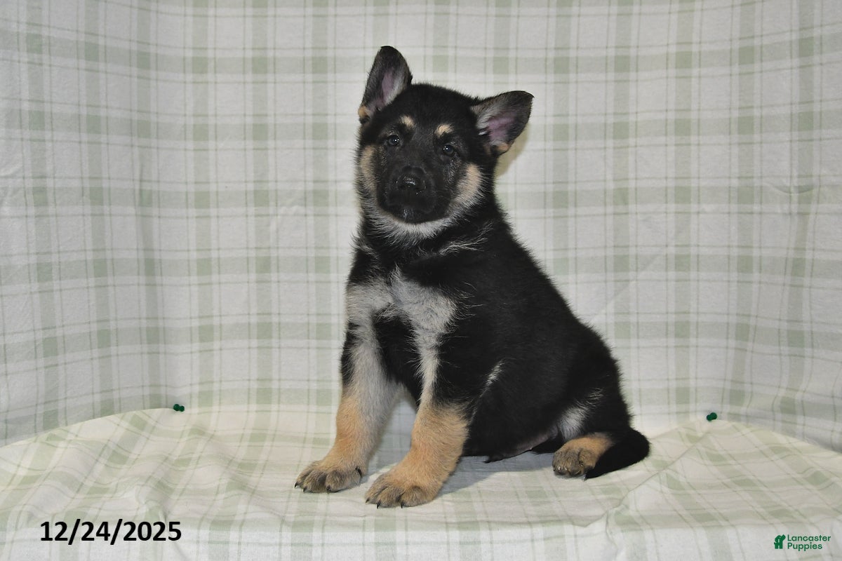 German Shepherd dogs Maverick - Ad 38