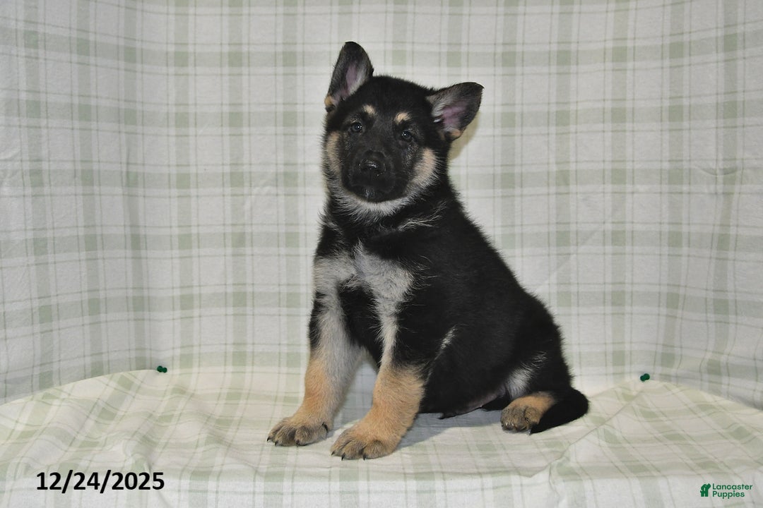 German Shepherd dogs for sale: Maverick - Ad 1