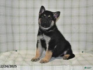 German Shepherd dogs Maverick - Ad 38