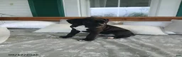 Boxer dogs for sale: Pokey - Ad 5