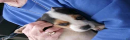 Beagle dogs for sale: Beagle 6 - Ad 3