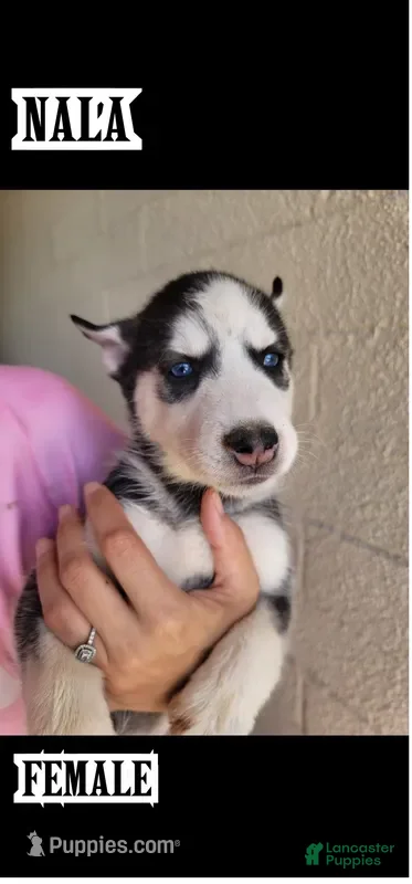 Siberian Husky dogs Nala - Ad 2
