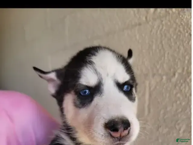Siberian Husky dogs for sale: Nala - Ad 1