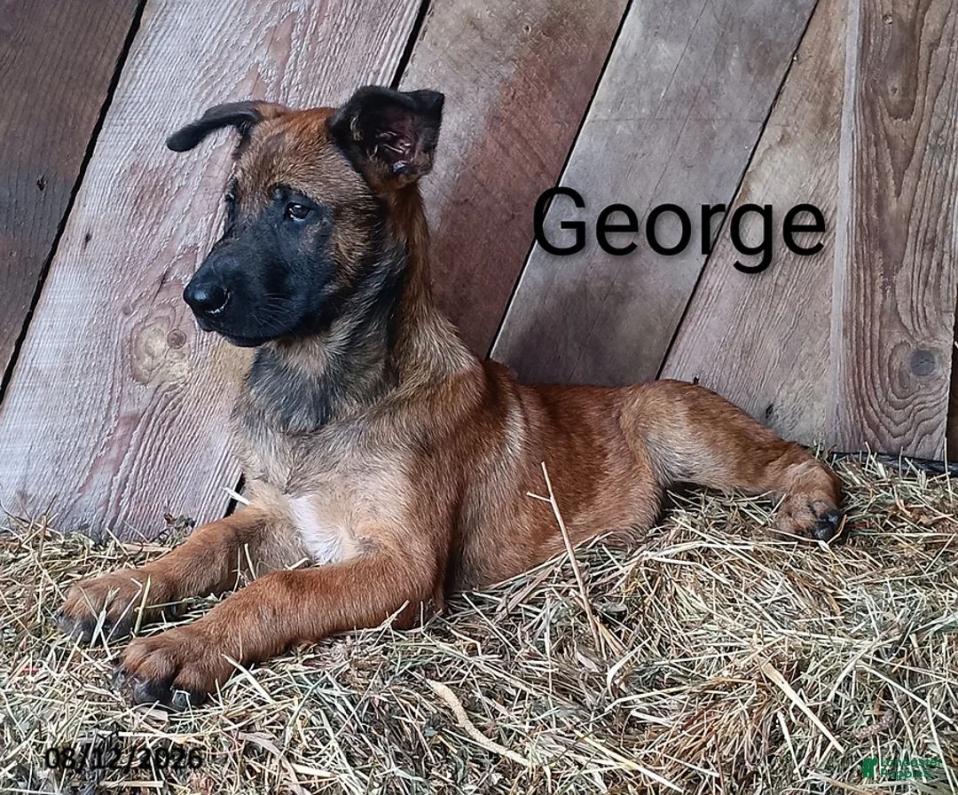 Belgian Malinois dogs for sale: George - Ad 1