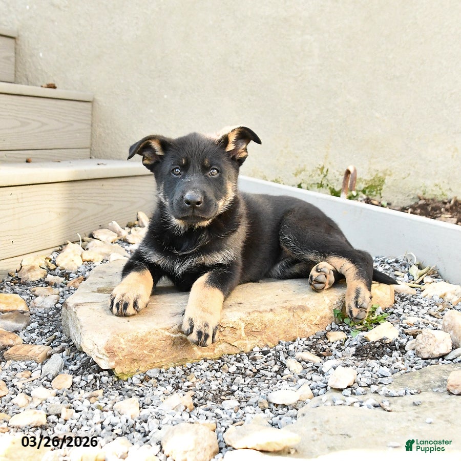 Mixed Breed dogs Scarlet - Ad 1