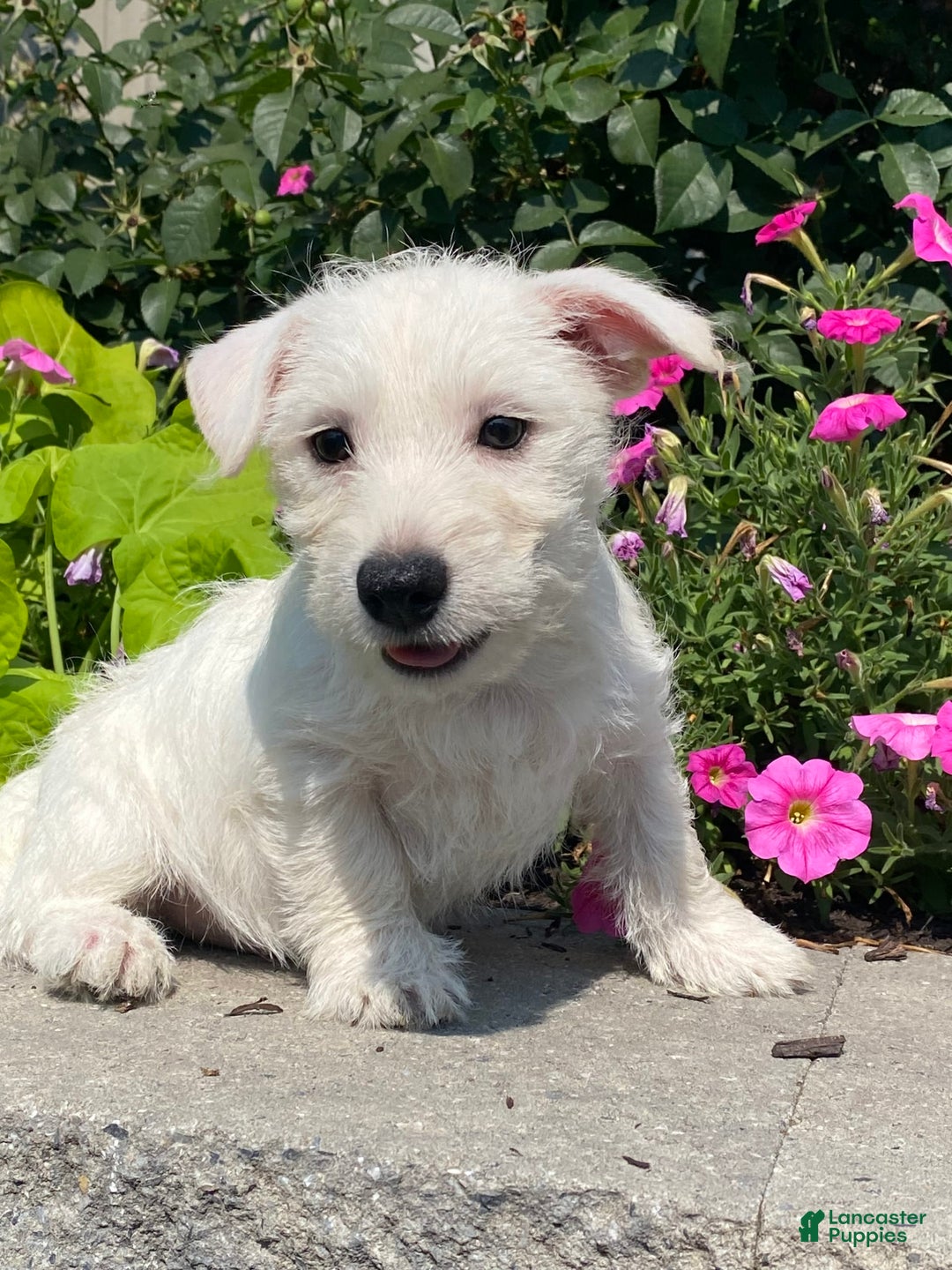 West Highland Terrier dogs for sale: Wendy - Ad 7