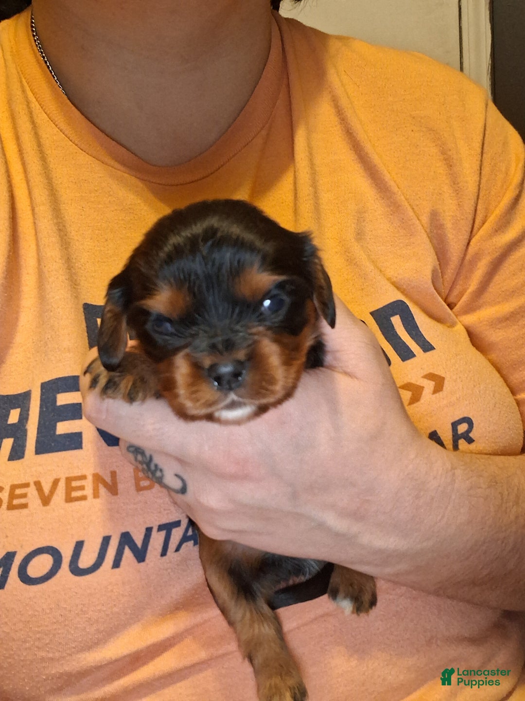 Cavalier King Charles Spaniel dogs for sale: Sebastian - Ad 5