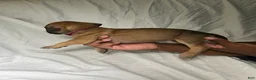 Presa Canario dogs for sale: Presa Canario 8 - Ad 2