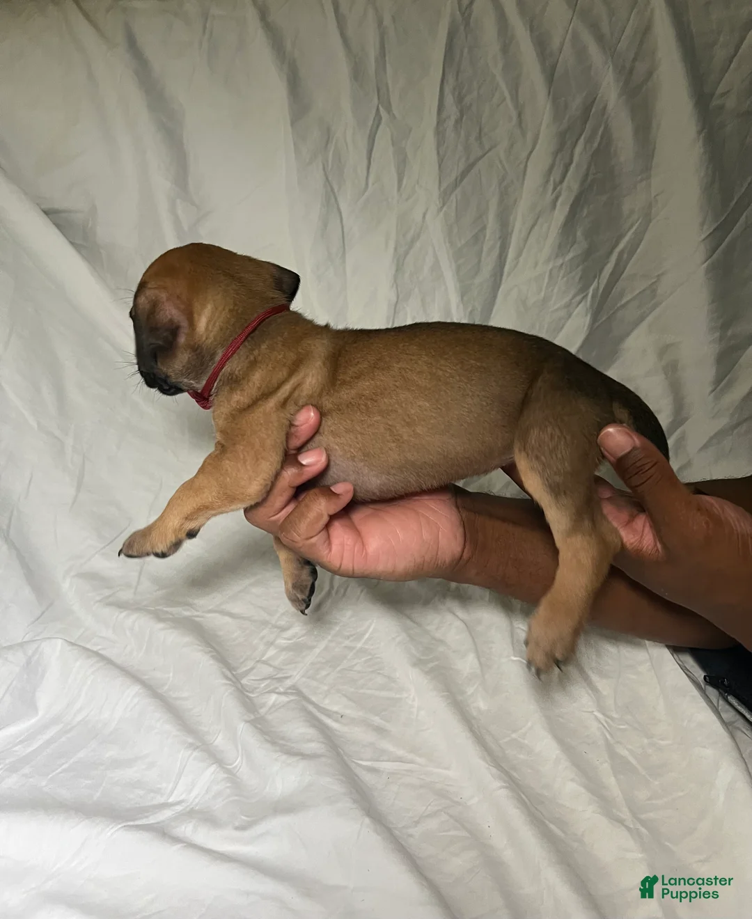 Presa Canario dogs for sale: Presa Canario 8 - Ad 2