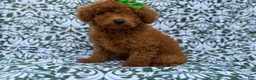 Miniature Poodle dogs for sale: Cali - Ad 5