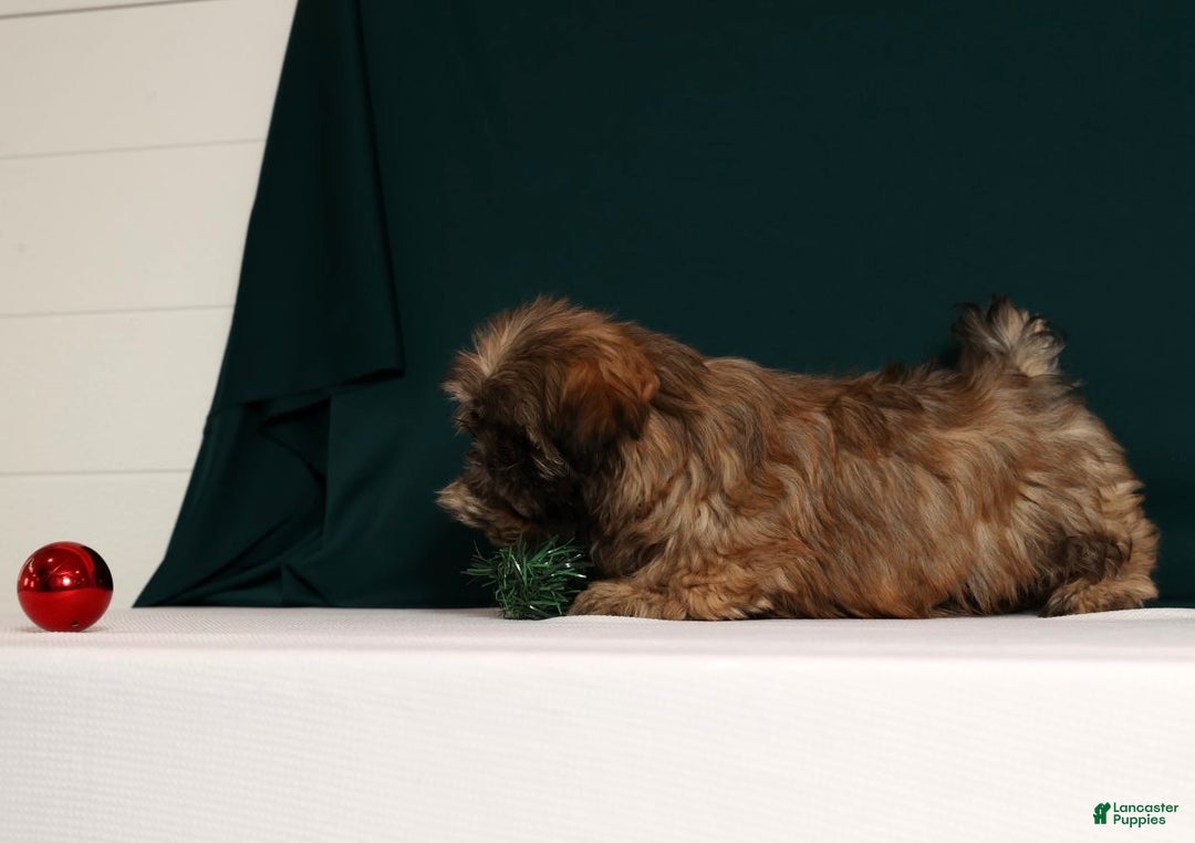 Teddy Bear dogs for sale: Crystal - Ad 6