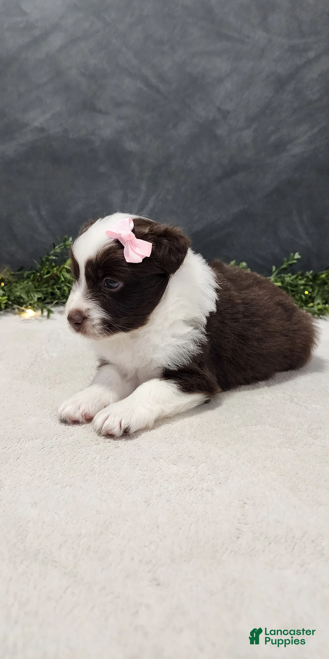 Miniature Australian Shepherd dogs for sale: Avery - Ad 7