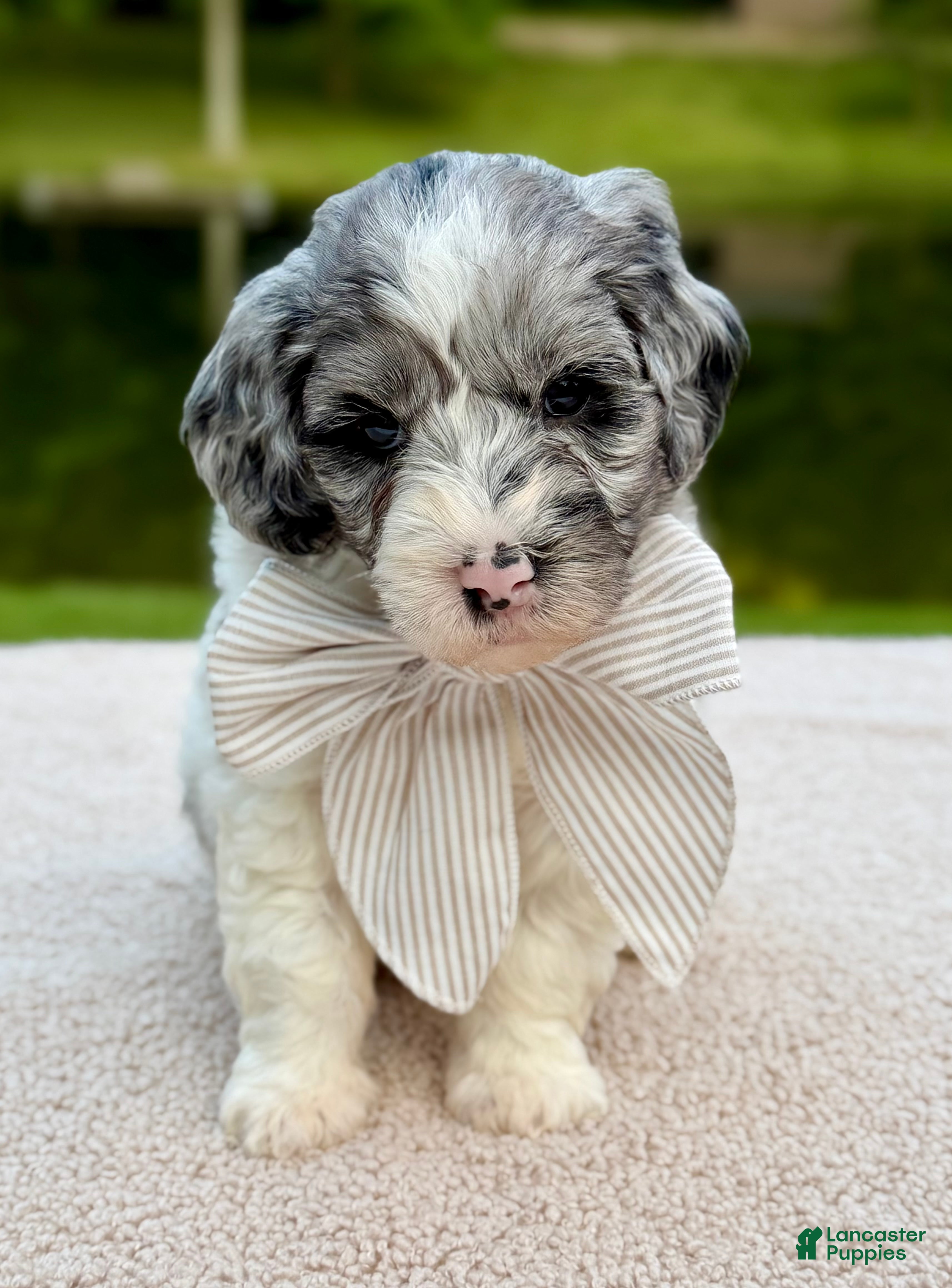 Goldendoodle dogs Cottontail  - Ad 1