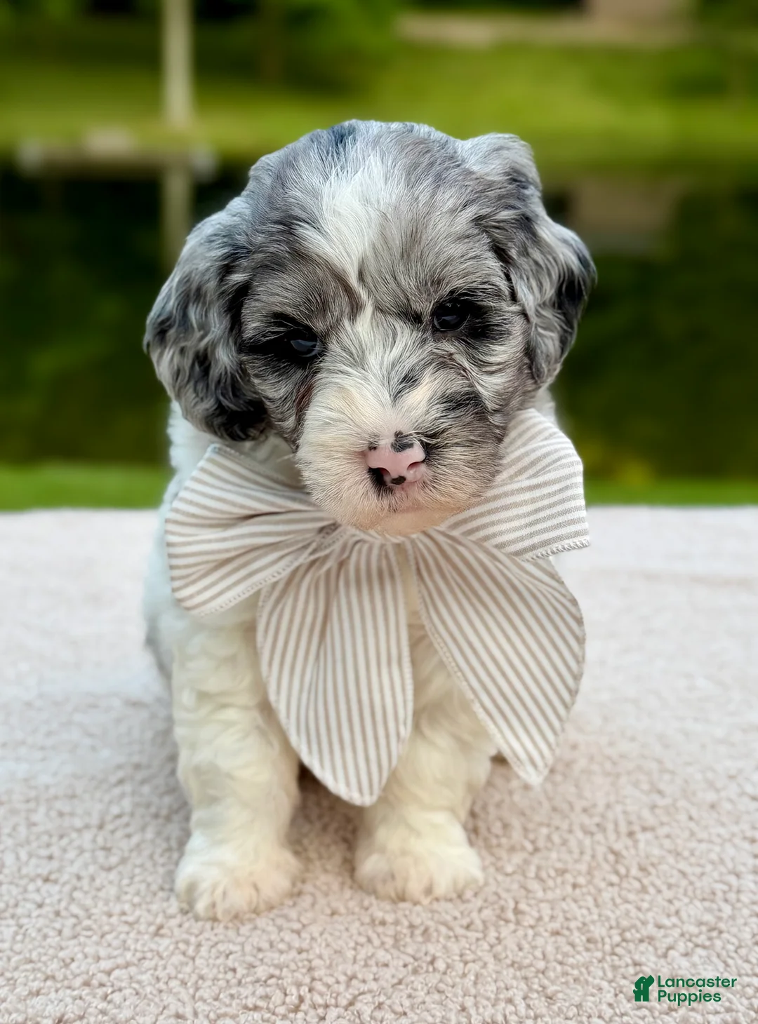 Goldendoodle dogs for sale: Cottontail  - Ad 1