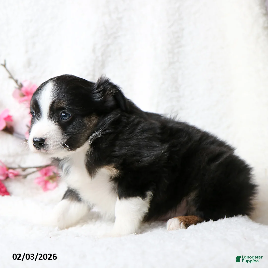Miniature Australian Shepherd dogs for sale: Ace - Ad 3