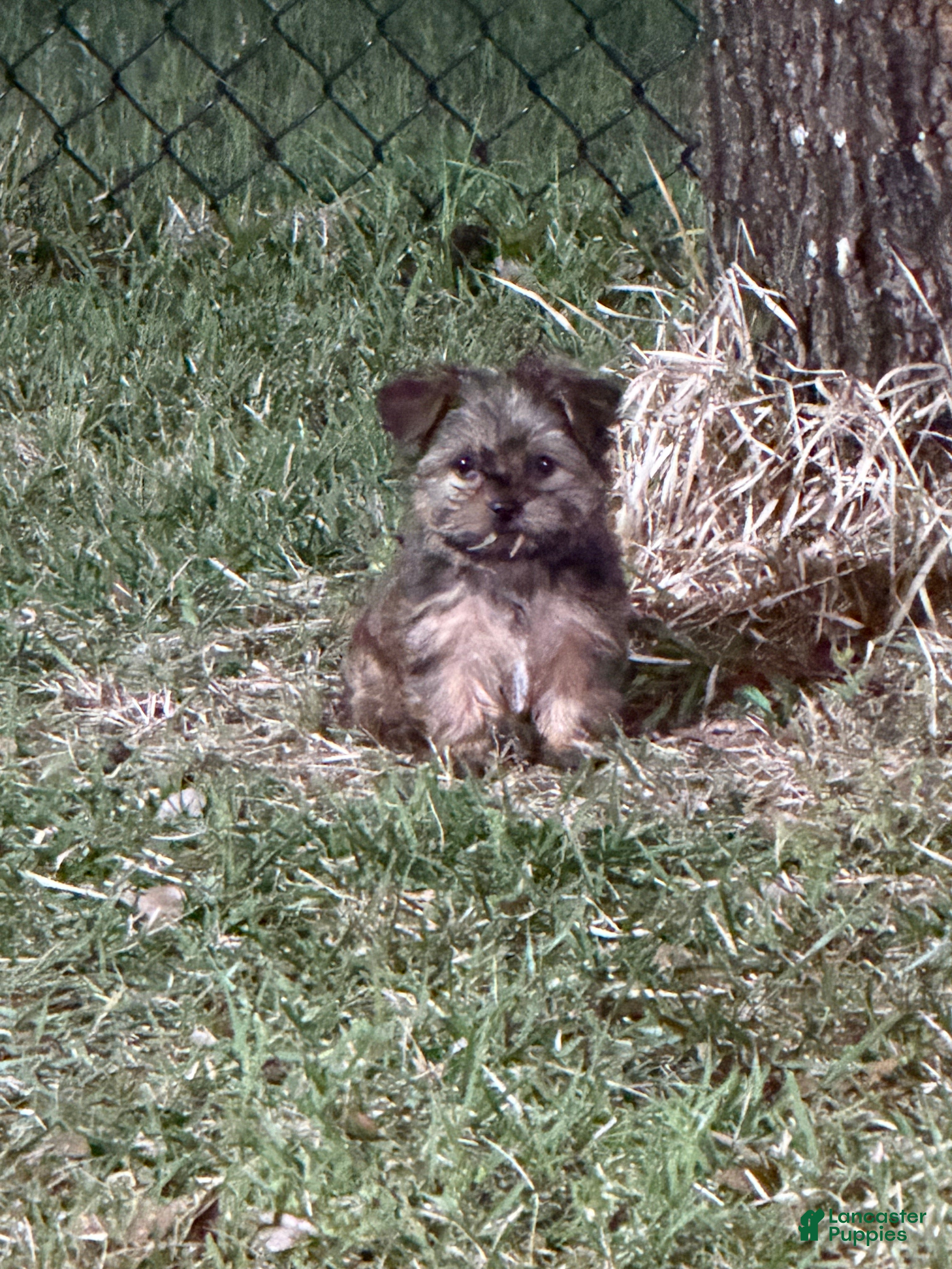 Yorkshire Terrier dogs Yorkshire Terrier Puppy 2 - Ad 2