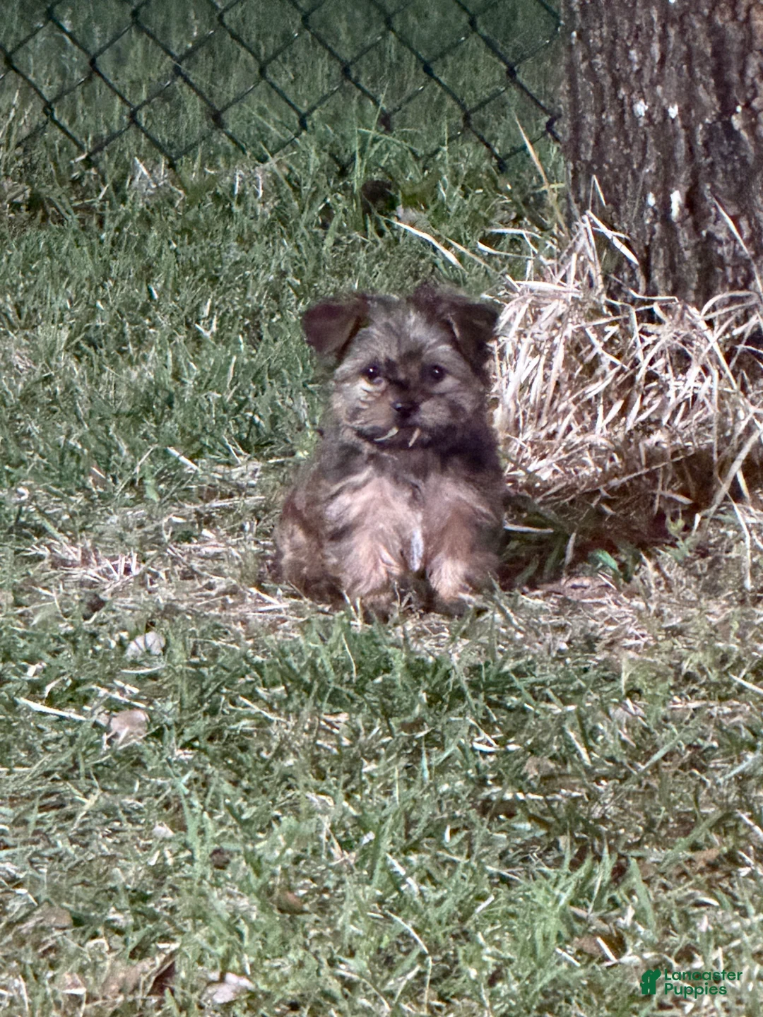 Yorkshire Terrier dogs for sale: Yorkshire Terrier Puppy 2 - Ad 2