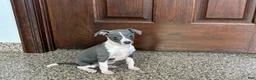 Italian Greyhound dogs for sale: KK - Ad 9