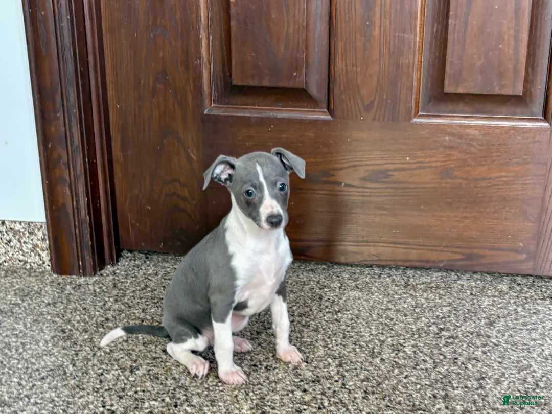 Italian Greyhound dogs for sale: KK - Ad 9