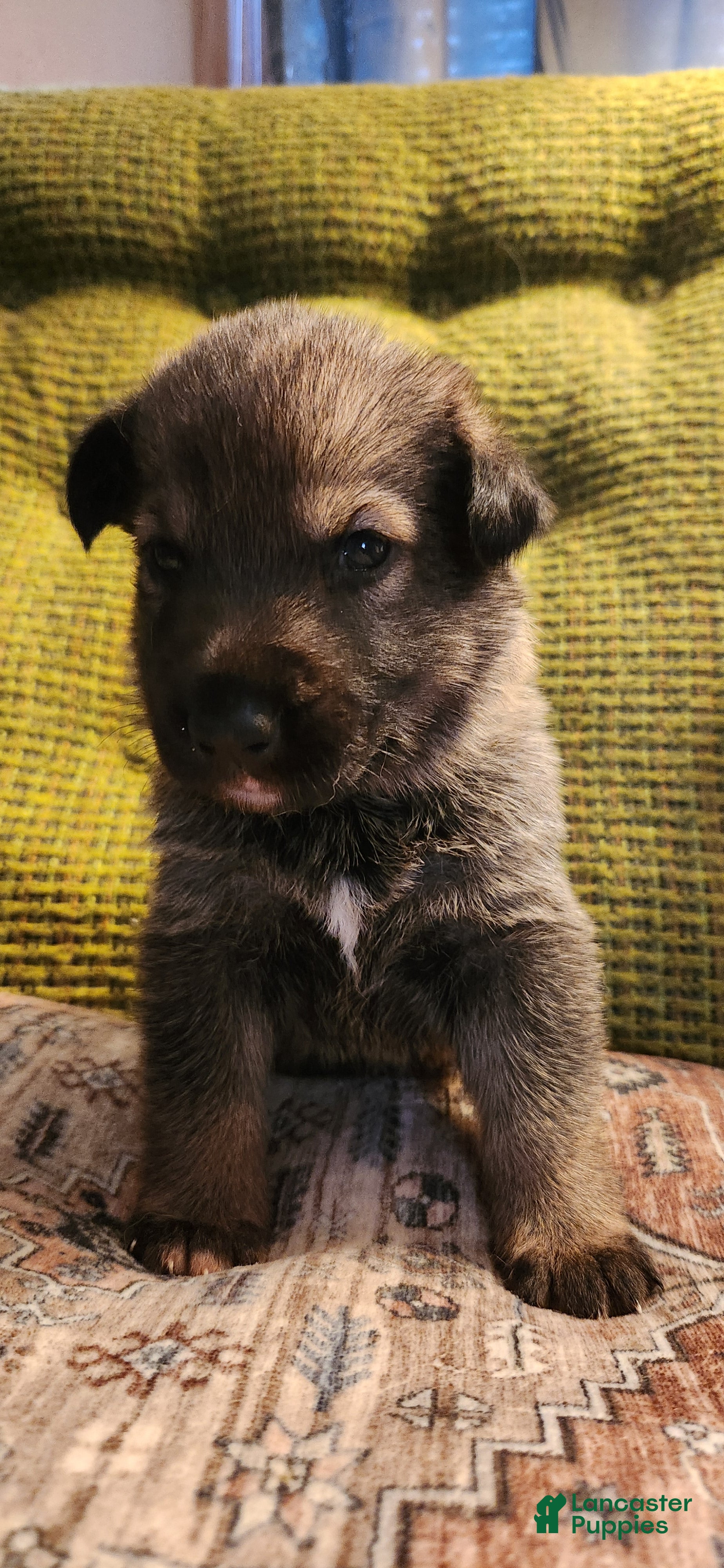 German Shepherd dogs Sable German Shepherd Puppy 7- Purple Collar - Ad 41