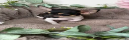 Chihuahua dogs for sale: “Saint” Male Chihuahua  - Ad 7
