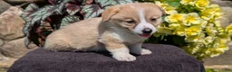 Welsh Corgi Pembroke dogs for sale: Nemo - Ad 6