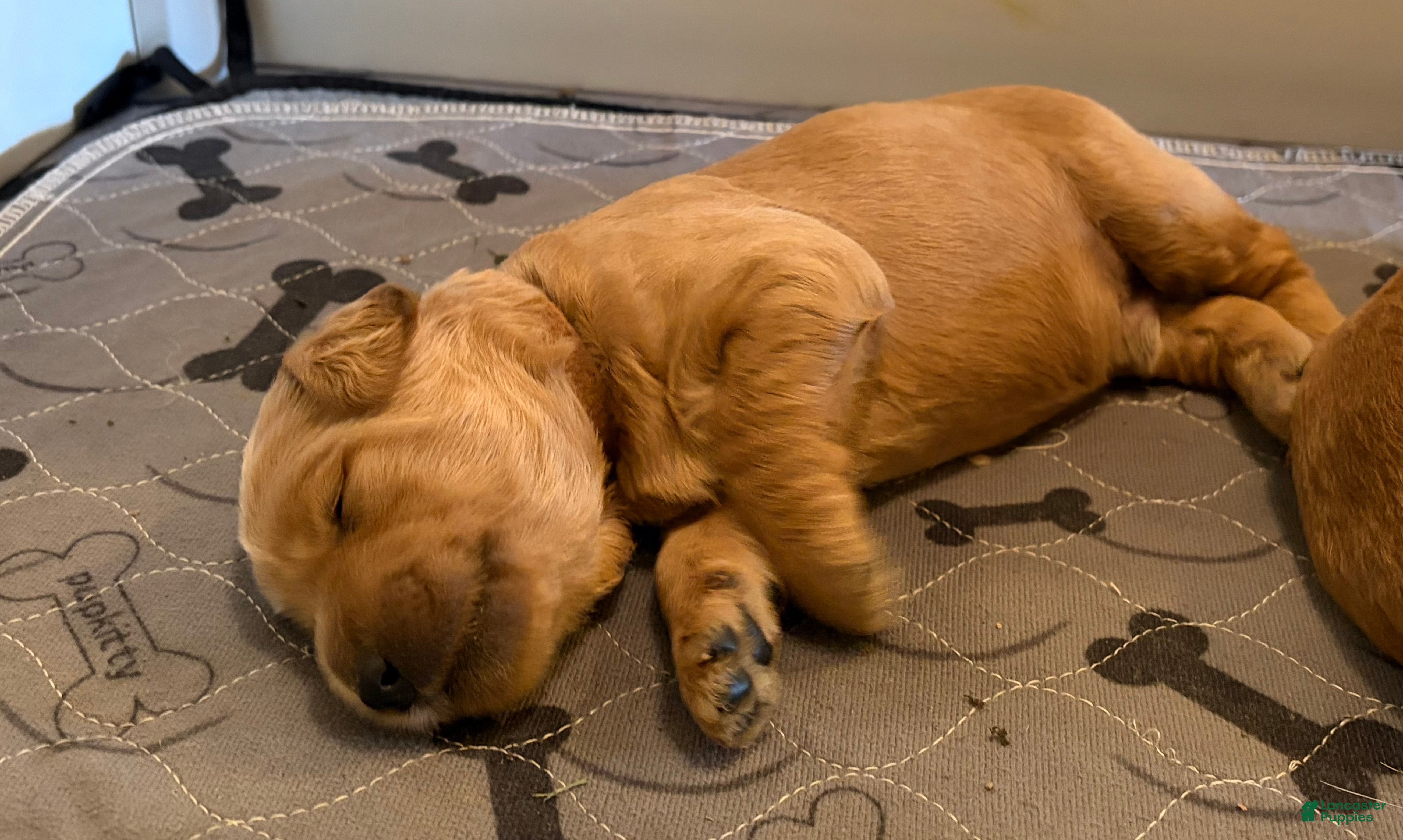 Goldendoodle dogs Alder - Ad 1
